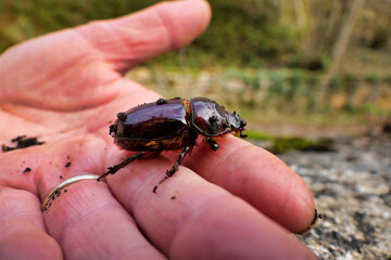 Oryctes nasicornis (Female European Rhinoceros Beetle) on a hand to give an idea of size
