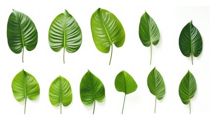 Obraz premium Beautiful green leaves of tropical plants isolated on white background