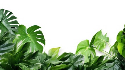 Beautiful green leaves of tropical plants isolated on white background - obrazy, fototapety, plakaty