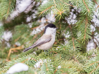 Cute bird the willow tit, song bird sitting on the fir branch