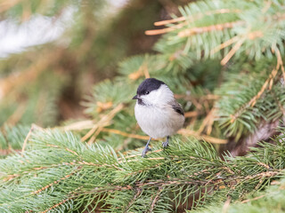 Obraz premium Cute bird the willow tit, song bird sitting on the fir branch