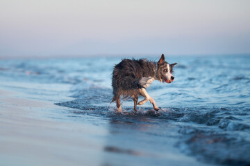 A drenched Border Collie dog trots through shallow sea waters, coat glistening in the sunlight. The...
