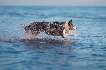 A Border Collie dog dashes through the ocean waves, water splashing around in a dynamic display. This energetic moment captures the pet playful spirit in the vast sea