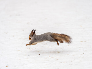 Squirrel with nut quickly runs through the white snow.