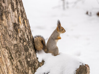 The squirrel in winter sits on white snow.