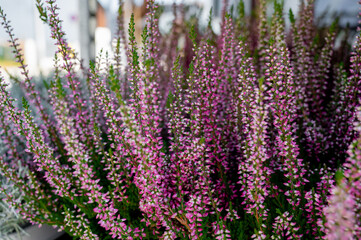 Beautiful attractive symbolic blooming pink heather flower plants with herbaceous aroma. medicinal herbs. Scandinavian spices. ingredient in ancient alcoholic drinks. beautiful floral background 