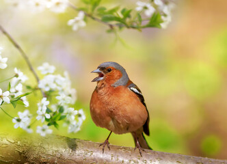male finch bird sits in a spring sunny garden among white cherry blossoms and sings