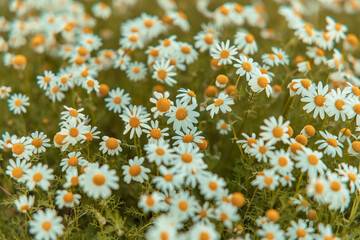 beautiful chamomile flowers meadow blurred  close up shot Nature flower meadow background and Wallpaper - 741020668
