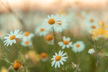 beautiful chamomile flowers meadow blurred  close up shot Nature flower meadow background and Wallpaper - 741020689