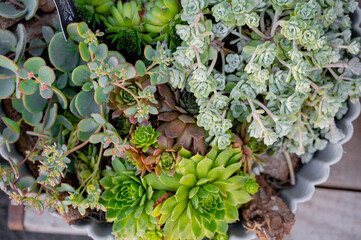 echeveria succulent plant, drought tolerant plant. composition with succulents. natural design, beautiful garden elements. 