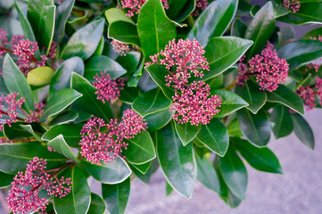 Decorative background Skimmia Japonica Rubella plant buds, close-up, selective focus. Decorative...