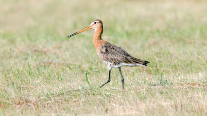 yellow billed stork