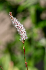 Bistorta affinis fleece flower in bloom, beautiful white purple knotweed Himalayan Persicaria bistort flowering plant in garden