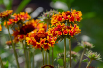 Gaillardia aristata red yellow flower in bloom, common blanketflower flowering plant, group of petal flowers