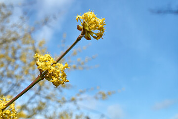 Asiatische Kornelkirscheblüte