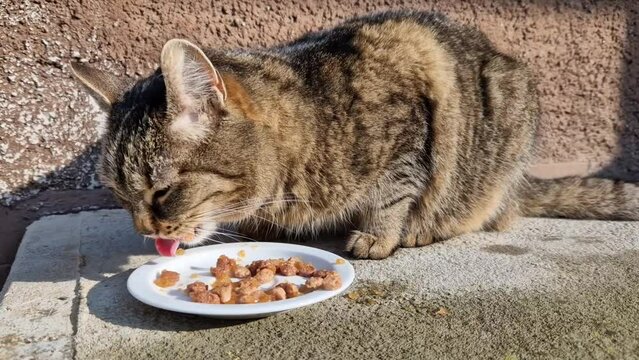 a snapping semi-wild cat hungrily devours food on a plate. the sun shines into the winter coat. the house mouse hunter is completely starved