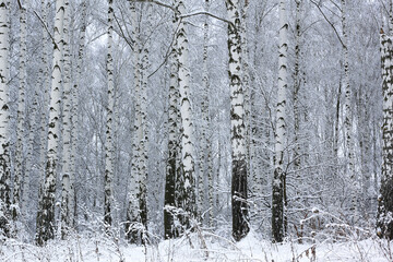 Black and white birch in winter on snow - 741031250