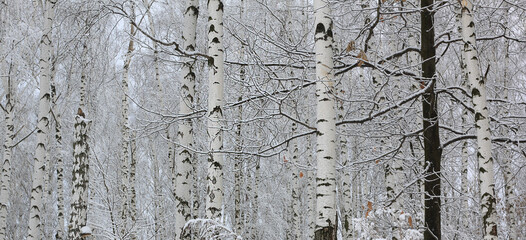 Black and white birch in winter on snow - 741031277