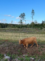 cow on the meadow