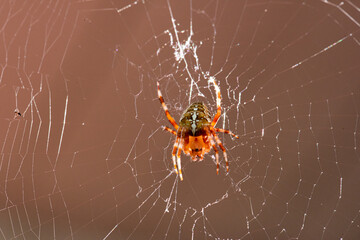 A European garden spider, Araneus diadematus, in its web..