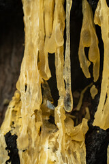 Douglas Fir Sap