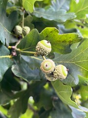 acorn and oak leaf