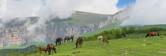 Horses graze in the mountains