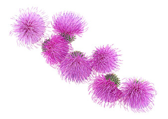 Silybum marianum - spring young thistle flowers isolated on a white background, view from above.
