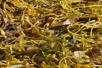 Kelp on the beach after a winter storm