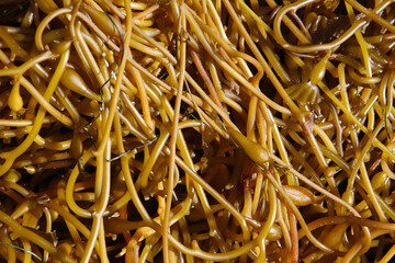 Kelp on the beach after a winter storm