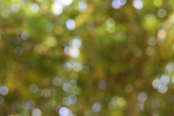 Obraz premium bokeh de branchage en foret