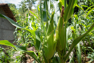 Corn grows abundantly in the garden behind the house