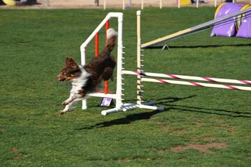 Dog jumping over fence on an agility course