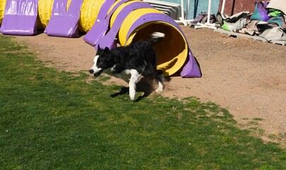 Dog running through tunnel on an agility course