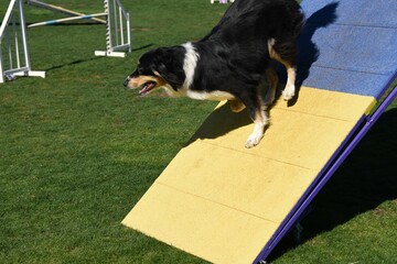 Dog on an agility course touching the yellow scoring area