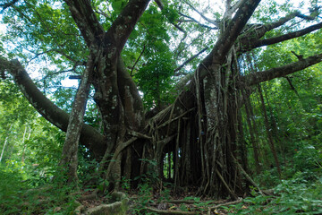 The banyan tree extends its large roots downward, creating a striking natural sight.