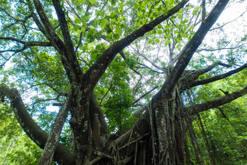 Low angle view of banyan tree adorned with lush green leaves thrives in the tropical forests of...