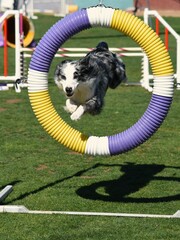 Dog leaping through hoop on an agility course