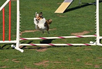 Border collie jumping over bar on an agility course