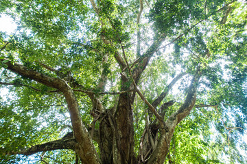 A massive banyan tree boasts lush green foliage.