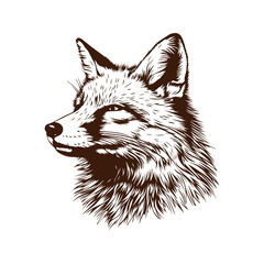 Hand drawn illustration of fox - fox head sketch