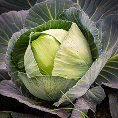 cabbage in the garden