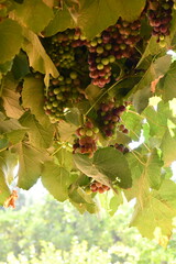 Vine grapes in sunlight | Babylonstoren | Franschhoek | South Africa