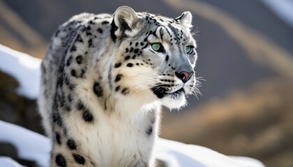 leopard, portrait, wildlife, nature, habitat, conservation, endangered, snowy, landscape, wild, beaut, Captivating Close-up Portrait Endangered Snow Leopard