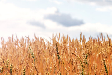 Wheat field on the background of a blurred sky