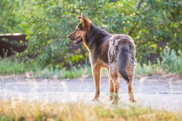 Stray big dog on the road