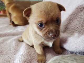 Brown Chihuahua Puppy at three weeks old