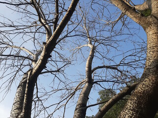 Autumn empty birch tree branches without leaves against sky