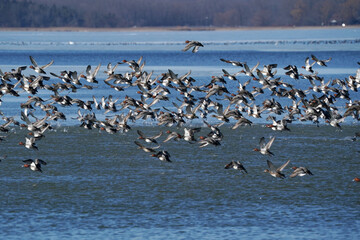 The duck migration of Redheads and Scaups over Presquile Bay