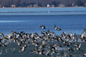 The duck migration of Redheads and Scaups over Presquile Bay